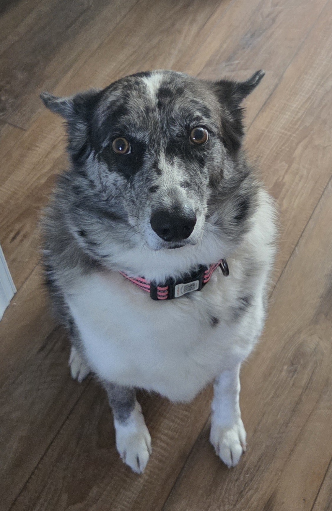 20260701_160624 Our Australian Shepherd Border Collie mix with her blue merle double coat